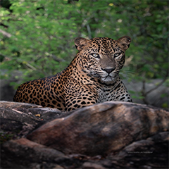 Generic placeholder image